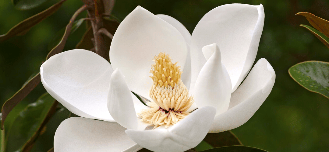 Magnolia Trees: 7 Elegant Magnolias for Any Texas Landscape